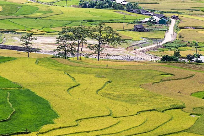 Vẻ đẹp mê hồn của mùa vàng Tây Bắc khiến ai cũng muốn &#34;xách máy ảnh lên và đi&#34; - 10