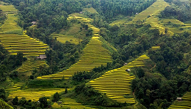 Vẻ đẹp mê hồn của mùa vàng Tây Bắc khiến ai cũng muốn &#34;xách máy ảnh lên và đi&#34; - 12