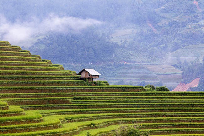 Vẻ đẹp mê hồn của mùa vàng Tây Bắc khiến ai cũng muốn &#34;xách máy ảnh lên và đi&#34; - 2