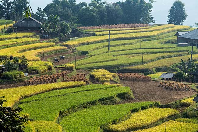 Vẻ đẹp mê hồn của mùa vàng Tây Bắc khiến ai cũng muốn &#34;xách máy ảnh lên và đi&#34; - 8