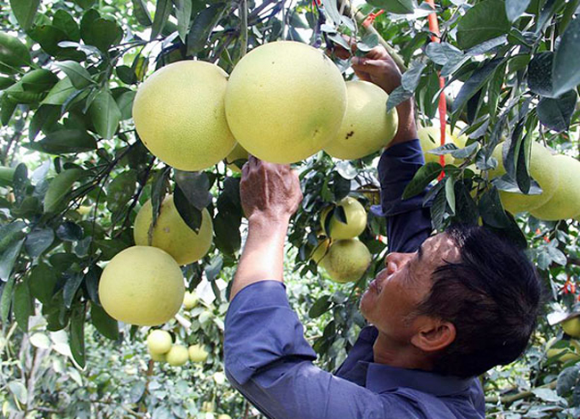 Trên địa bàn huyện Hương Khê, mỗi vụ bưởi, thương lái có thể vào tận vườn mua sau đó vận chuyển đi bán nơi khác hoặc&nbsp;người dân có thể hái và nhập cho các doanh nghiệp, đại lý.