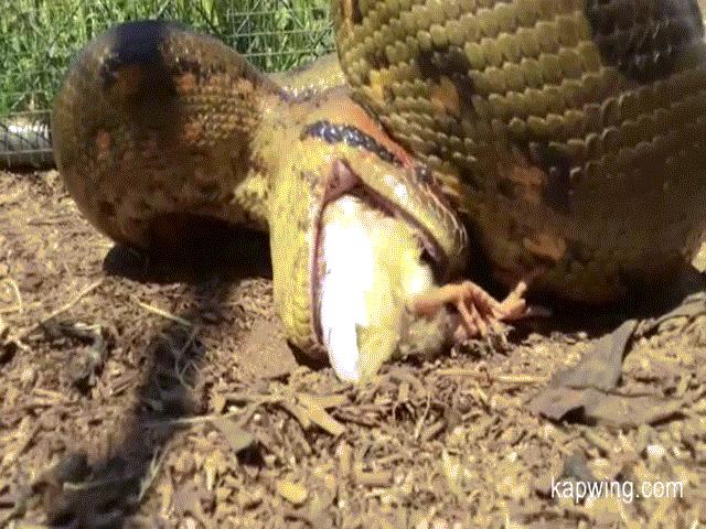 Thả trăn anaconda khổng lồ vào chuồng gà và cái kết rùng mình