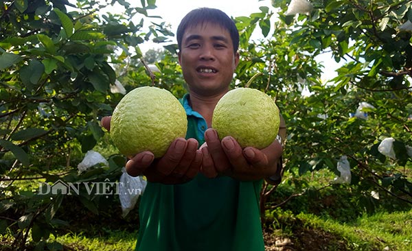 Trồng ổi lai, quả to như trứng ngỗng, da bóng, ngọt, bán cả năm - 3