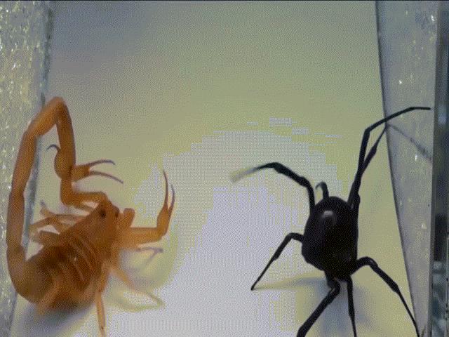 Góa phụ đen: Loài nhện tàn độc, kẻ xơi tái bạn tình