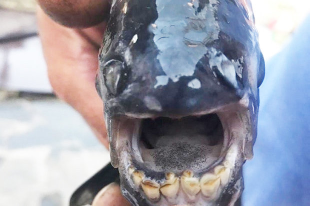 Kinh ngạc cá có hàm răng giống hệt người ở Nga - 1