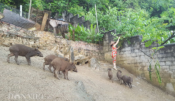 Nuôi loài lợn leo núi, thịt chắc giòn, đẻ sòn sòn, mãi không đủ bán - 3