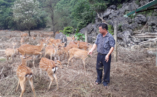 Trang trại nơi “thâm sơn cùng cốc” nhìn đâu cũng ra con đặc sản - 1