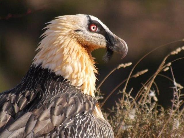 Chim khổng lồ độc nhất thế giới biết đập vỡ xương động vật để ăn tủy