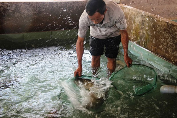 Làm giàu ở nông thôn: Đổi đời nhờ nuôi 2 loài cá &#34;khôn ăn, ở sạch&#34; - 2