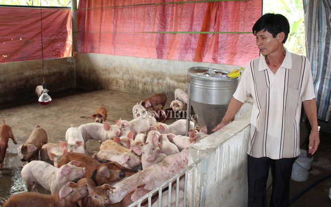 Giá heo hơi hôm nay 22/9: Giá lợn hơi liên tục tăng, sắp đắt nhất thế giới - 1