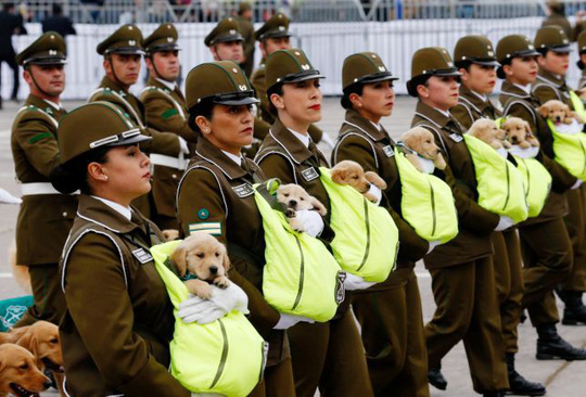 Chó nghiệp vụ gây sốt tại lễ diễu binh Chile vì…quá dễ thương - 1