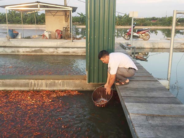 “Bể cá thần” nuôi cá dày đặc, lớn nhanh, doanh thu hơn 10 tỷ/năm - 4