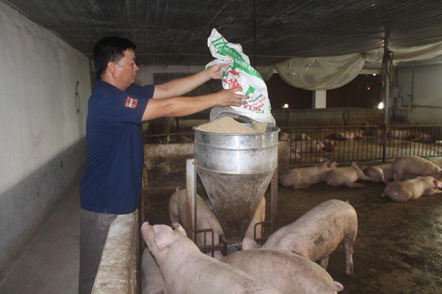 Giá heo hơi hôm nay 23/9: Tăng 200%, người nuôi thấp thỏm lo âu trước giá lợn hơi - 1
