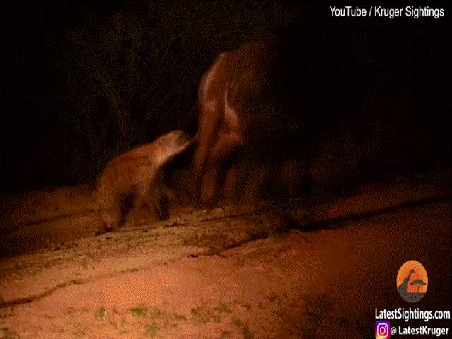 Video: Trâu đánh đuổi đàn sư tử, bị linh cẩu ngoạm chỗ hiểm