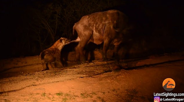 Video: Trâu đánh đuổi đàn sư tử, bị linh cẩu ngoạm chỗ hiểm - 1