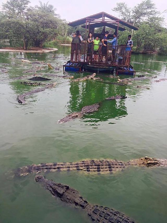 Ghé trang trại ở Thái Lan, thử tài câu cá sấu vừa dữ vừa đói giữa hồ - 4