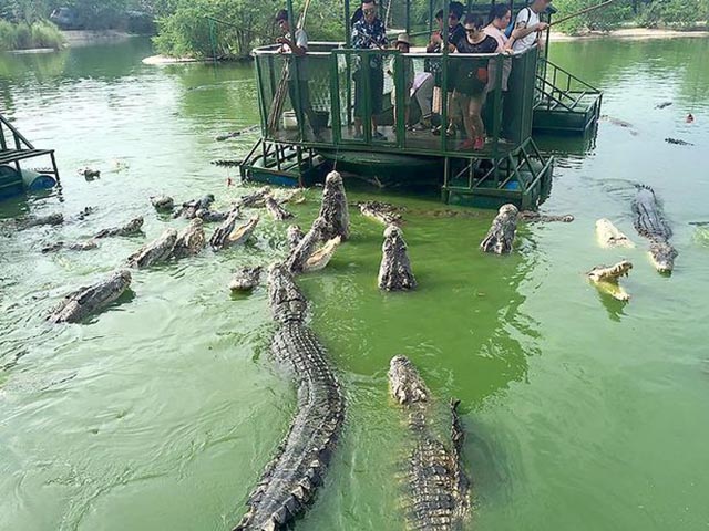 Ghé trang trại ở Thái Lan, thử tài câu cá sấu vừa dữ vừa đói giữa hồ - 3