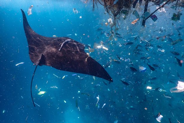 Thảm cảnh cá đuối bơi giữa biển rác ni lông ở Indonesia - 1