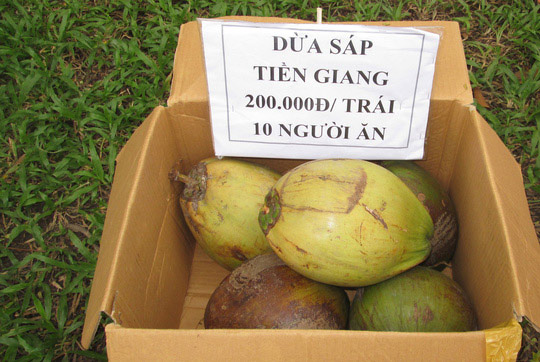 Dừa sáp 250.000 đồng/quả, nông dân rủ nhau mua dừa giống về trồng - 1