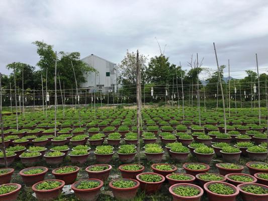 Khánh Hòa: Giá cúc giống, vật tư vụ hoa Tết tăng “chóng mặt” - 1