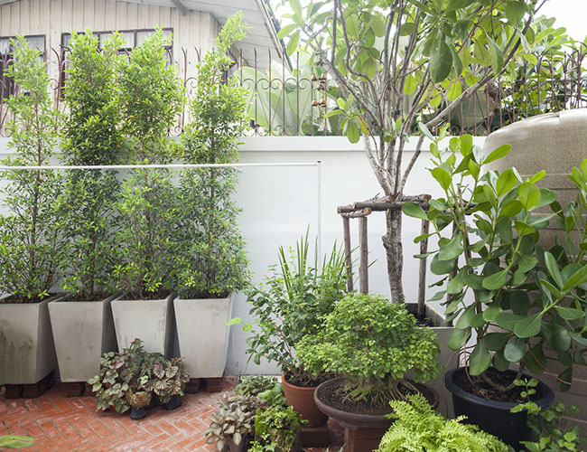 Các loại cây cảnh trồng trong nhà không chỉ có tác dụng làm đẹp cảnh quan mà còn thanh lọc không khí, đem lại môi trường sống tốt nhất cho người ở
