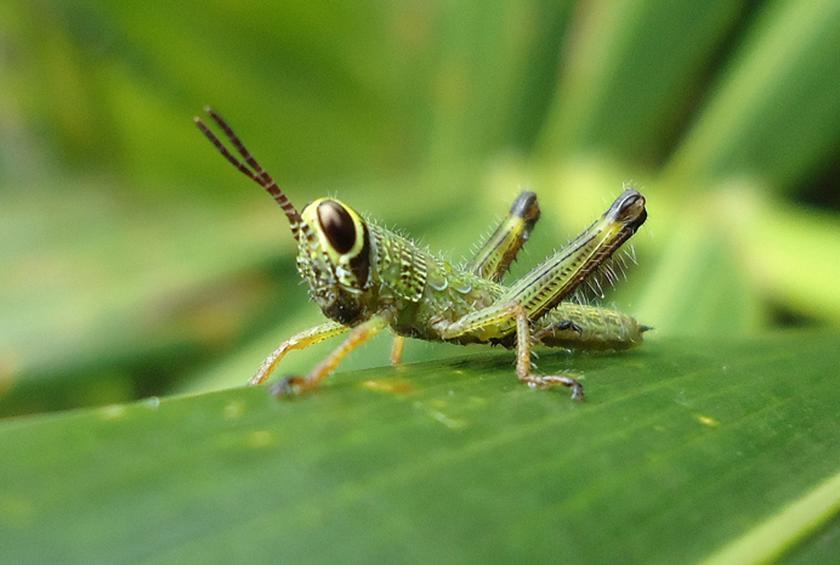 Mọi người sợ chết khiếp trong khi 2 tỷ người ăn những loại côn trùng này mỗi ngày - 6