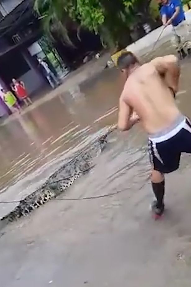 Mexico: Cá sấu mò vào thành phố sau bão khiến cư dân hãi hùng - 1