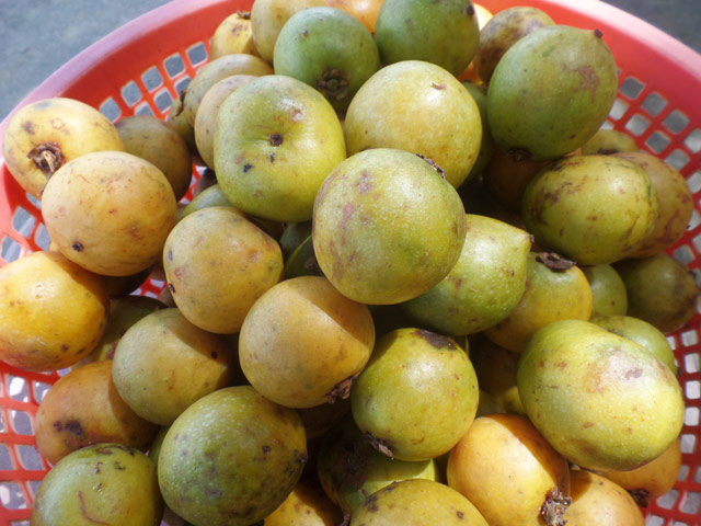 "Măng cụt rừng" - trái nhà quê được giới trẻ thành phố lùng sục mua - 6