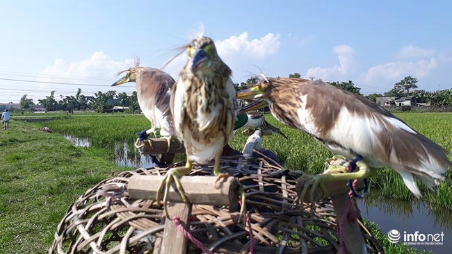 Tận diệt chim trời: Cận cảnh &#34;thiên la, địa võng&#34; giăng bắt chim, cò - 17