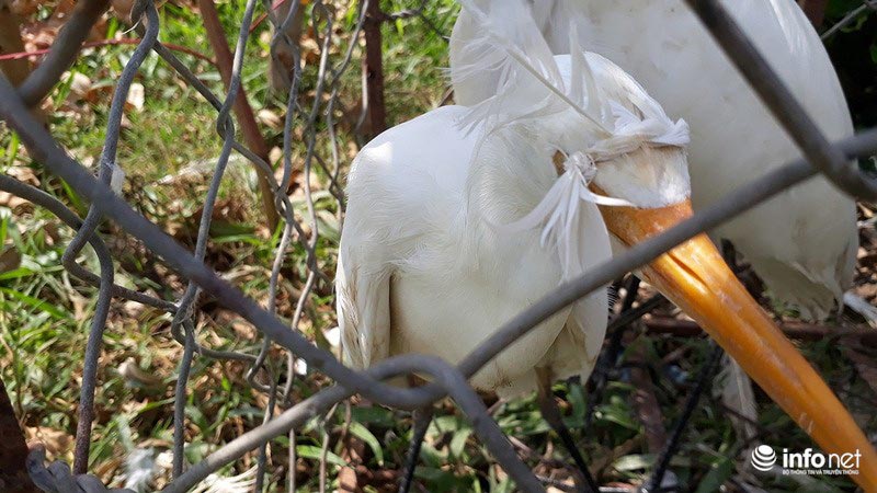 Tận diệt chim trời: Cận cảnh &#34;thiên la, địa võng&#34; giăng bắt chim, cò - 20