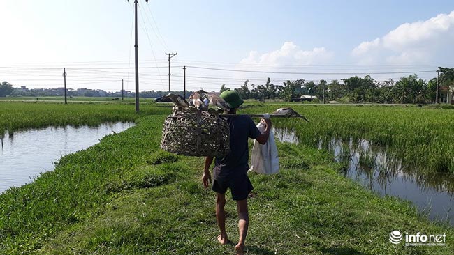 Tận diệt chim trời: Cận cảnh &#34;thiên la, địa võng&#34; giăng bắt chim, cò - 8