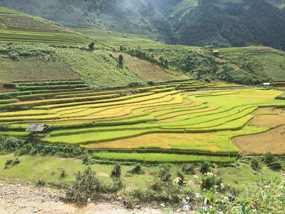 Mù Cang Chải đẹp ngỡ ngàng giữa mùa vàng níu chân mọi du khách - 8