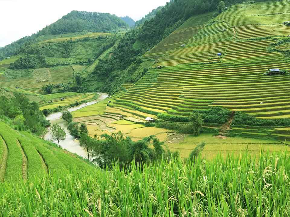 Mù Cang Chải đẹp ngỡ ngàng giữa mùa vàng níu chân mọi du khách - 16