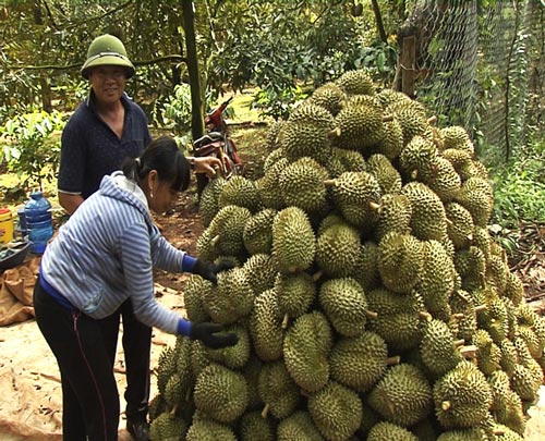 Giá sầu riêng cao ngất, bảo kê đe dọa thương lái, ép nông dân - 1