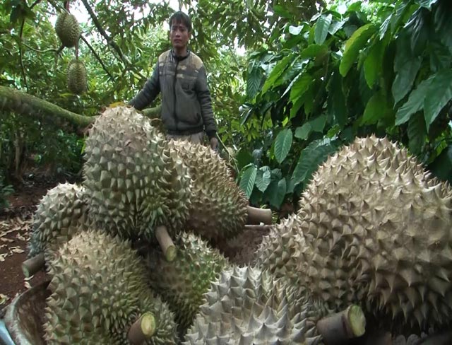 Giá sầu riêng cao ngất, bảo kê đe dọa thương lái, ép nông dân - 2