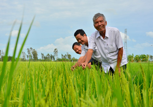 Lão nông có 100 công đất “say” trồng lúa giống, lãi 750 triệu/năm - 1