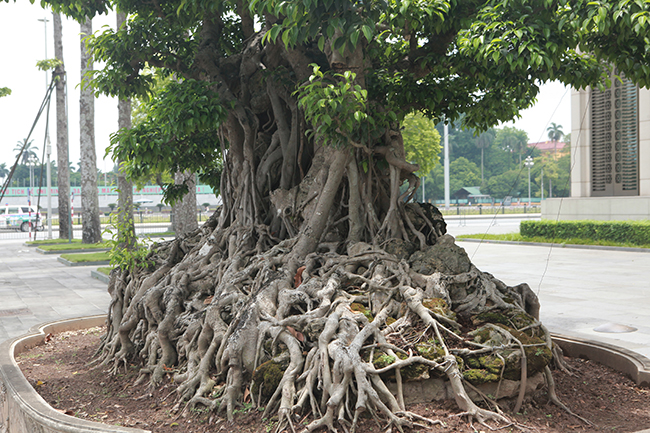 Thứ hai: Đây là cây sanh cổ có bệ rễ chu vi lớn nhất,&nbsp;lên đến 9,8m, dài 3,7m, ngang 2m và cao 1,9m