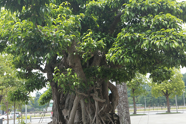 Thứ ba: Cây sanh lá móng quý&nbsp;hiếm nhất Việt Nam. Có nhiều&nbsp;giống sanh khác nhau như sanh quê, sanh Hải Hậu, sanh rừng, sanh Nam Điền… nhưng đây là cây sanh lá móng, là giống sanh đặc biệt quý hiếm, vô cùng chậm lớn.