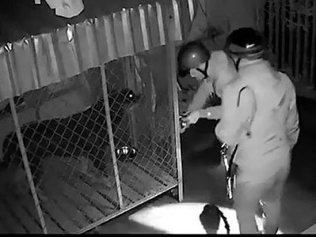 Bị camera an ninh ghi hình, ”cẩu tặc” nhờ người trả lại 2 con chó quý gần 1 tạ