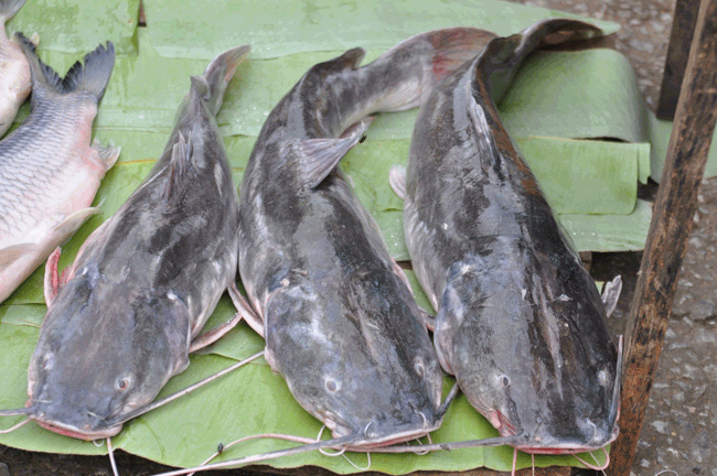 9. Pa Duk có nghĩa là cá da trơn. Nhiều nông dân ở Lào đào ao và nuôi các loại cá nước ngọt. Pa Duk là món cá nướng, xắt thành miếng nhỏ và ăn kèm với lá Kefir, riềng, chanh/quất và sả.