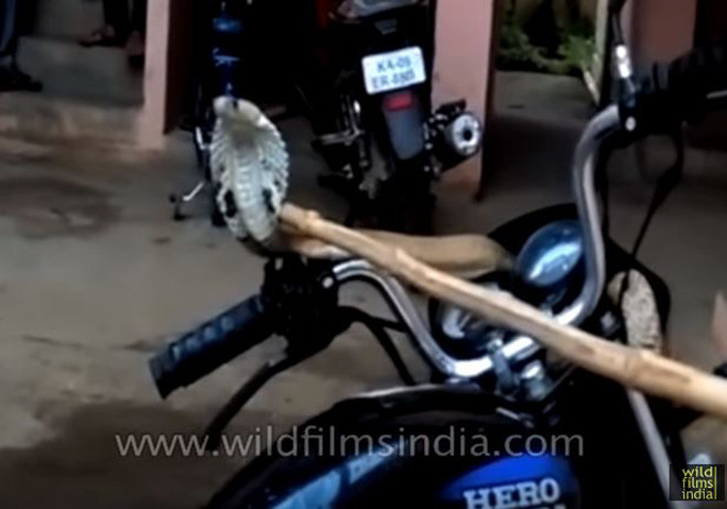 Video: Rắn hổ mang &#34;chiếm&#34; quyền điều khiển xe của biker - 1