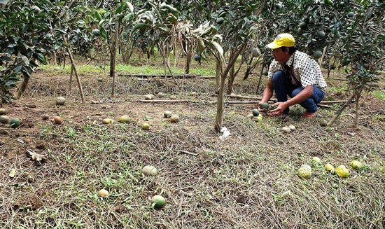 Sau lũ, cam rụng đầy gốc, nông dân Bảo Lộc khóc ròng - 1