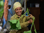 Thị trường - Tiêu dùng - Cặp chị em trồng rau bí, bỏ túi tiền triệu mỗi ngày ở &quot;đảo hoang&quot; giữa Thủ đô