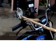 Thế giới xe - Video: Rắn hổ mang &quot;chiếm&quot; quyền điều khiển xe của biker