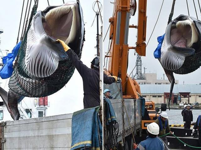 Cận cảnh con cá voi đầu tiên tàu Nhật Bản đi săn về sau 31 năm