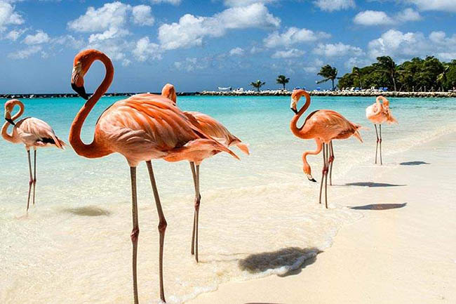 Bãi biển Flamingo thuộc vùng biển Caribbean rất thu hút du khách nhờ những đàn chim hồng hạc thân thiện, thường vui đùa cùng với con người.