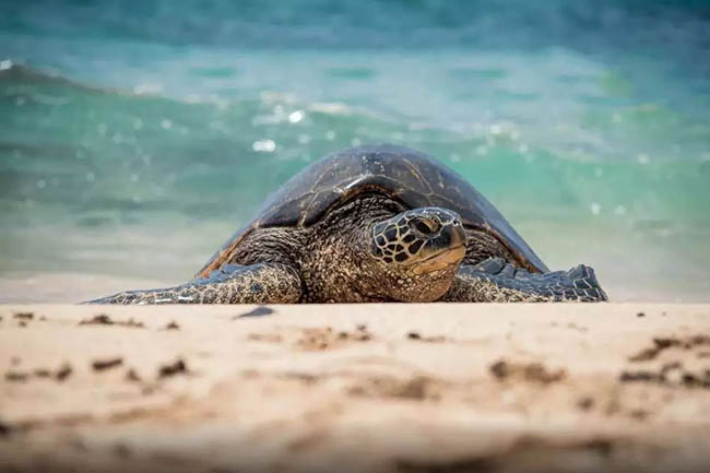 Ngoài chim hồng hạc, nếu dạo biển vào buổi sáng sớm thì du khách có thể nhìn thấy rùa và trứng rùa biển đang nở.