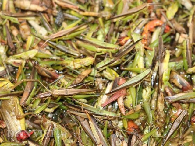 ”Thâm nhập” chợ côn trùng - đặc sản núi rừng độc nhất đất Sơn La