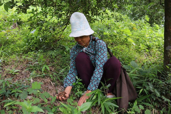 Đùm cơm đi mót loài hoa thơm lừng ở các cánh rừng Lạng Sơn - 1