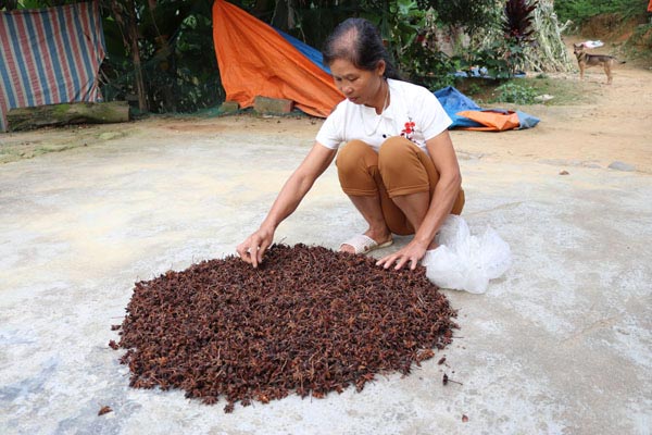 Đùm cơm đi mót loài hoa thơm lừng ở các cánh rừng Lạng Sơn - 2